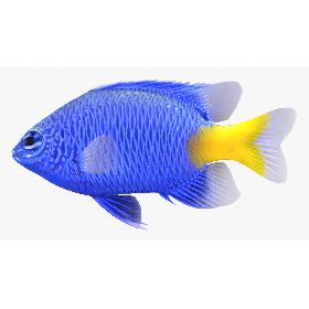 3D Yellowtail Damselfish model